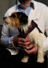 Lucian Dog Embroidered Cardigan